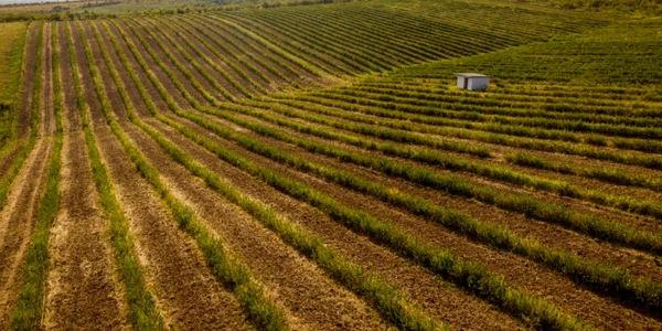 Cea mai mare plantaţie de aronia din România se află în judeţul Timiş