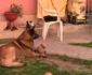 Taz este un memebru al familiei poliţistului care îl antrenează