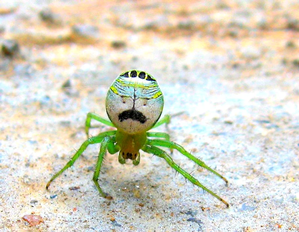 Ce au in comun insectele cu Einstein şi Borat