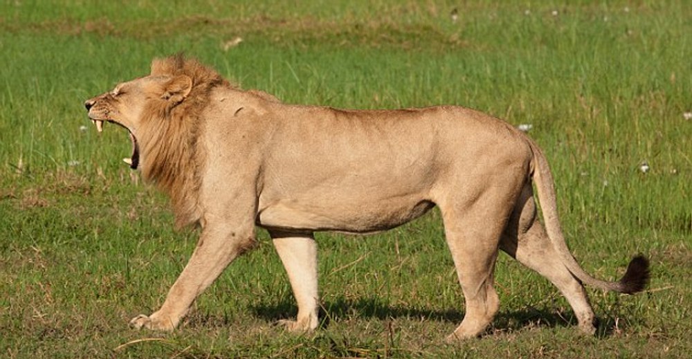 V živalskem vrtu v Bangkoku levi ubili oskrbnika pred očmi turistov