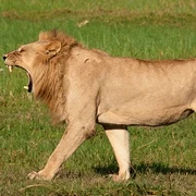 leoaica 2
