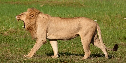 leoaica 2