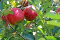 apple 2720105 1280 jpg