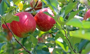 apple 2720105 1280 jpg