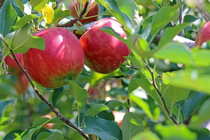 Pomii fructiferi au nevoie de un sol bine hrănit / foto: Pixabay