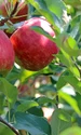 apple 2720105 1280 jpg