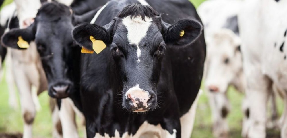 O femeie a fost atacată și ucisă de o turmă de vaci în Austria. Ce a enervat bovinele?