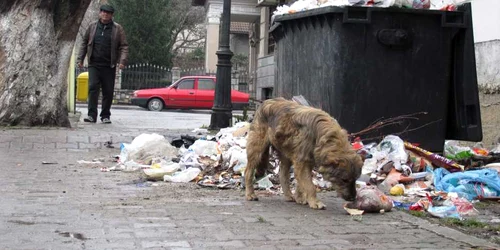 Câinii comunitari, motiv de ceartă între primăriile Pucioasa şi Târgovişte