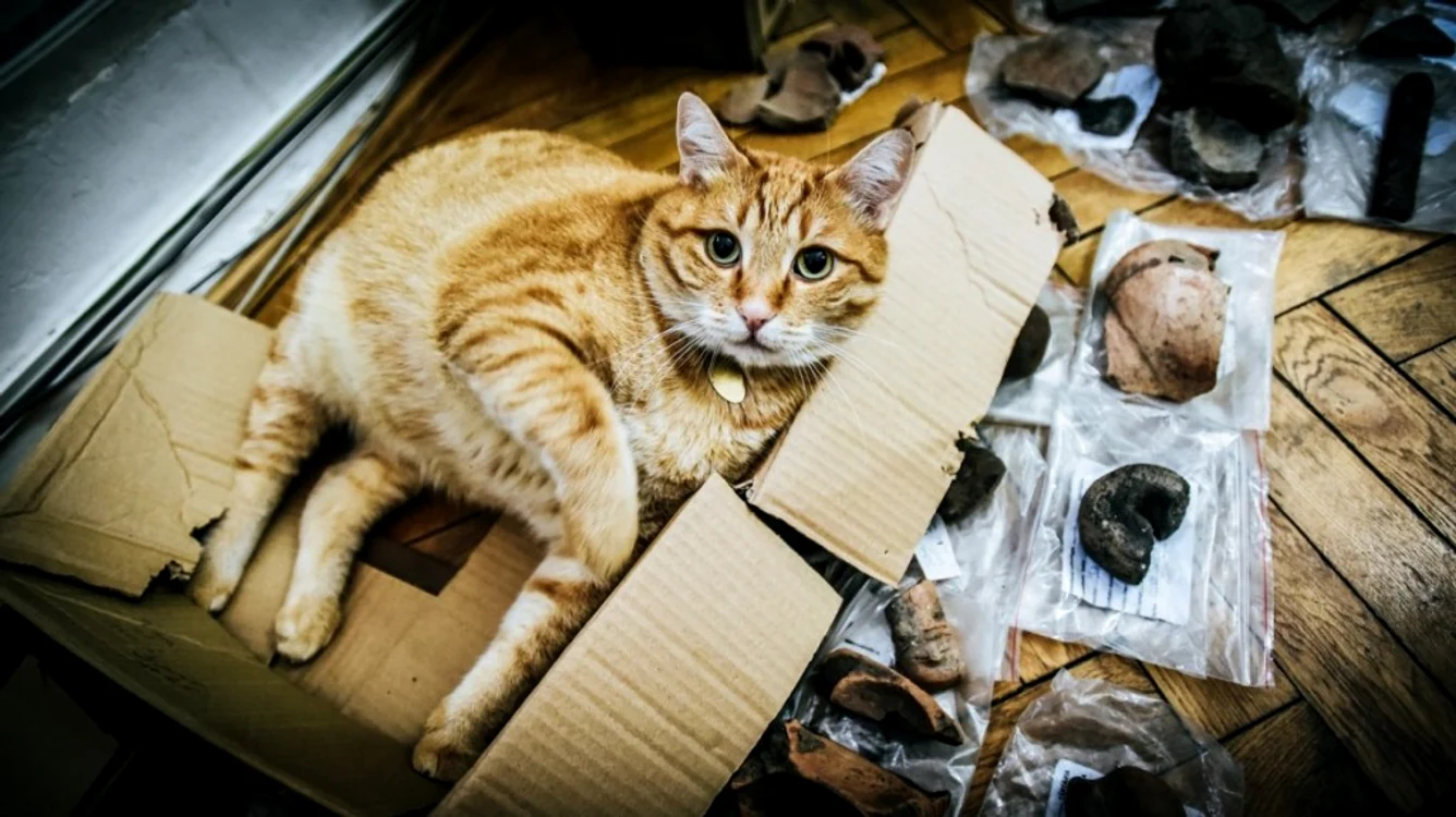 Doi motani dolofani sunt mascotele Muzeului de Artă Brukenthal din Sibiu. Se numesc Antonello şi DonatelloFoto: turnulsfatului.ro