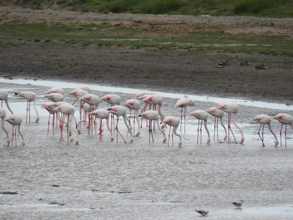 
    Păsări flamingo, în Delta DunăriiFoto credit: ARBDD și INCDDD  