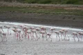 flamingo jpeg