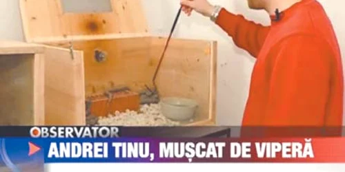 Andrei Tinu a fost muşcat de o viperă în timp ce arăta echipei RTV cum se colectează veninul  Fotografii: capturi rtv