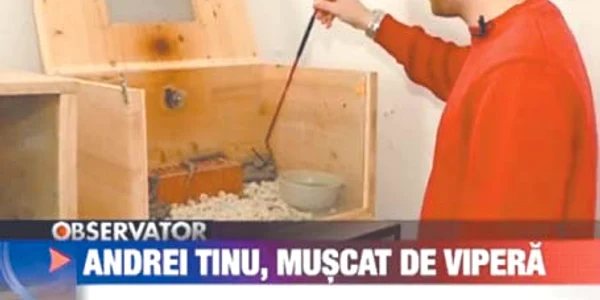 Andrei Tinu a fost muşcat de o viperă în timp ce arăta echipei RTV cum se colectează veninul  Fotografii: capturi rtv