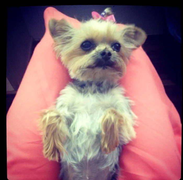 Pistol și Boo, cei doi căței ai actorului Johnny Depp sunt amenințați cu eutanasierea 