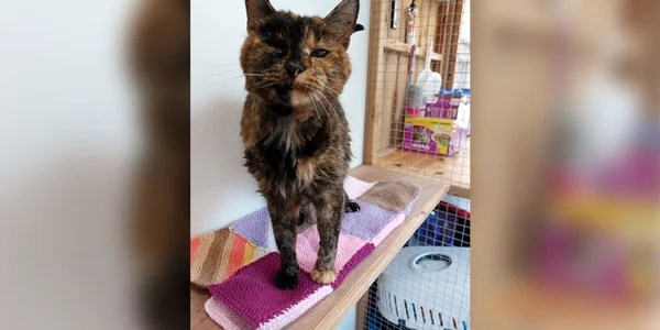 Flossie, cea mai bătrână pisică în viață din lume, are aproape 27 de ani FOTO Guinness World Record via CNN jpg