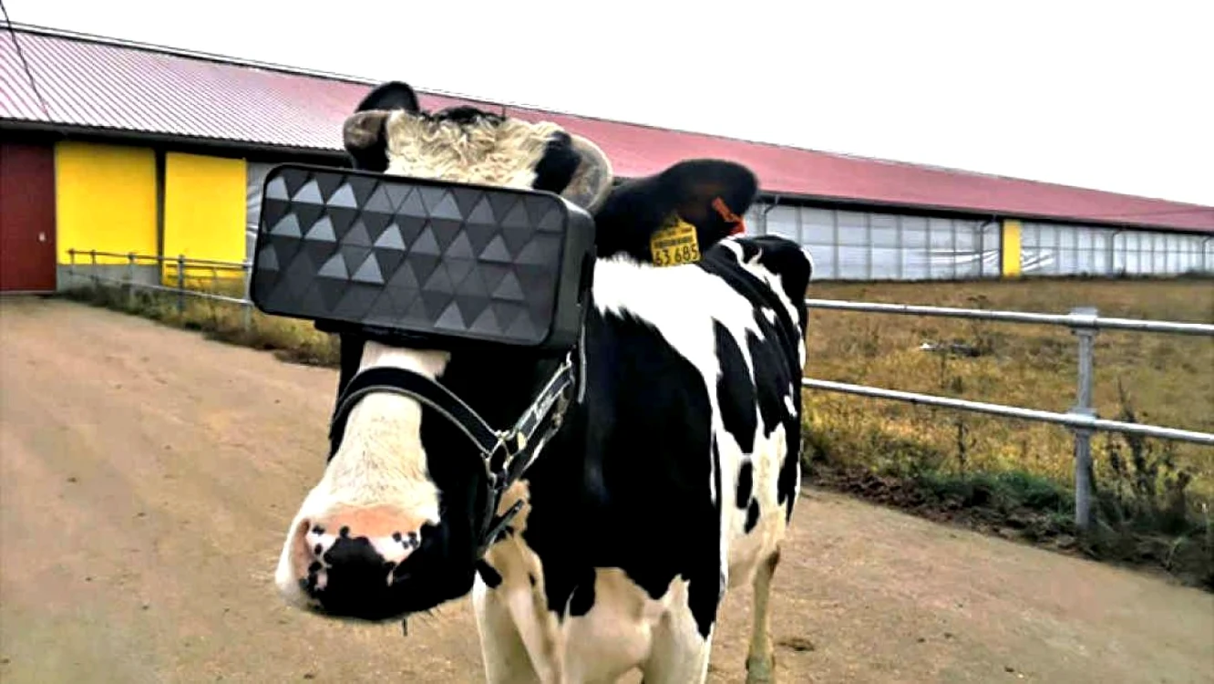 O vacă echipată cu ochelari de realitate virtuală FOTO Tass