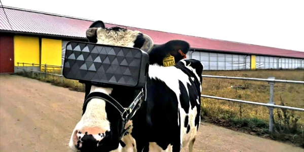 ochelari vr pentru vaci rusia