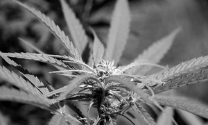 Plante decorative, plante terapeutice – legalizarea drogurilor uşoare jpeg