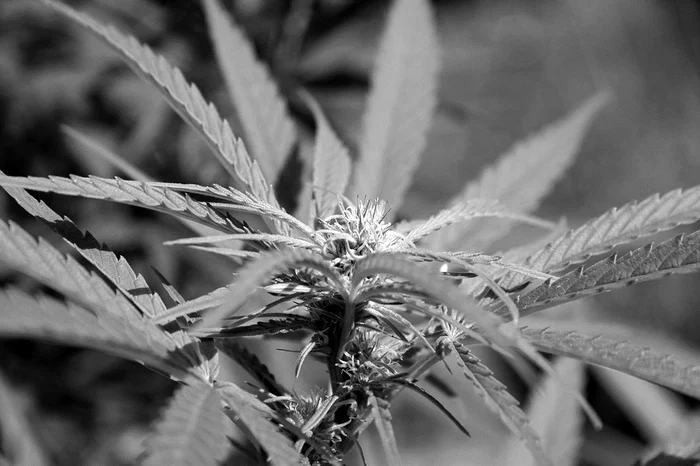 Plante decorative, plante terapeutice – legalizarea drogurilor uşoare jpeg