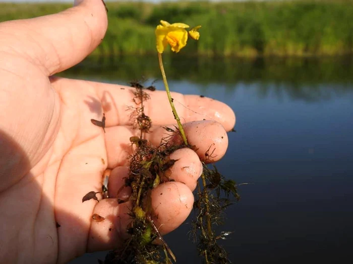 Planta nu are rădăcină şi se hăneşte cu viermi, insecte şi chiar organisme microcelurare - foto: Adrian Danciu