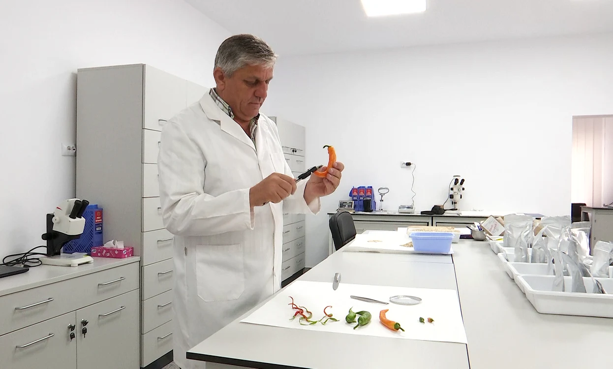 Soiul a fost obținut prin lucrări în laboratorul de genetică. FOTO Iulian Bunilă