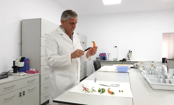 Soiul a fost obținut prin lucrări în laboratorul de genetică. FOTO Iulian Bunilă