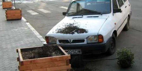 Satu Mare: Arbori ornamentali distruşi de vandali