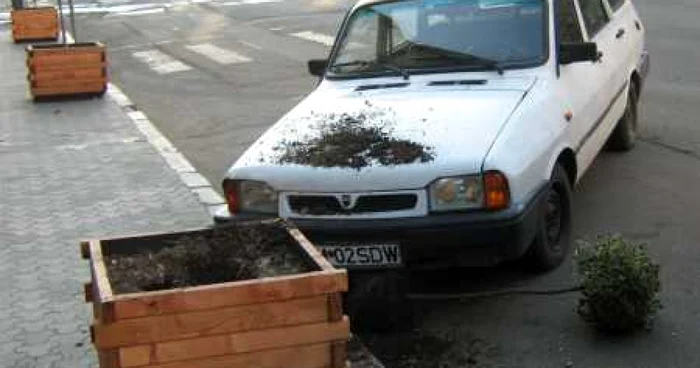 Satu Mare: Arbori ornamentali distruşi de vandali