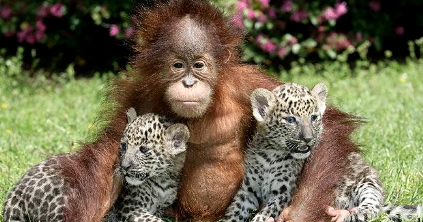 Doi pui de leopard au fost adoptaţi de un urangutan