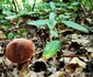 Pădurea de castani, Ghelari Foto Daniel Guță (2) jpg