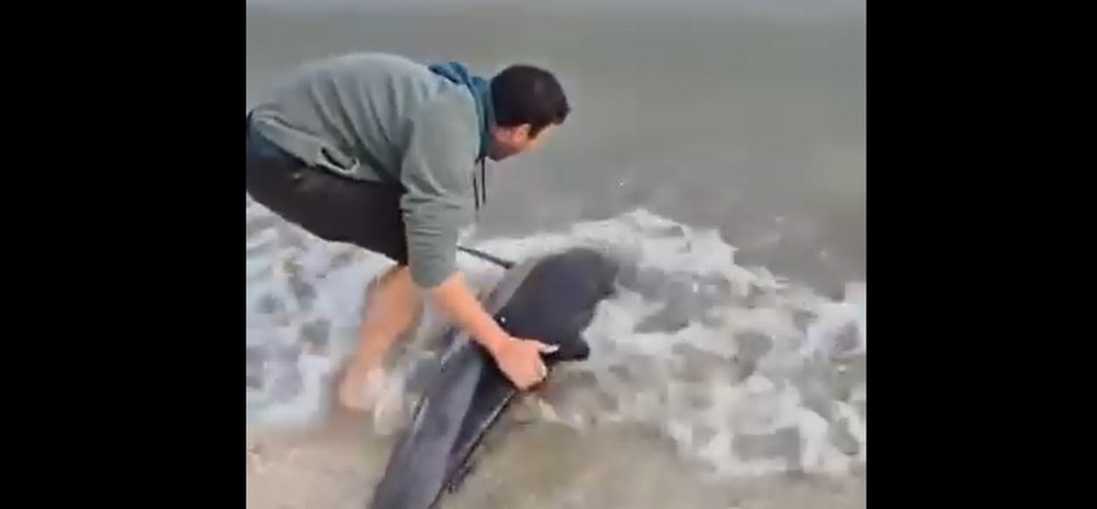 Momentul emoționant în care un tânăr salvează un delfin eșuat pe plajă la Eforie. Imaginile au stârnit un val de reacții