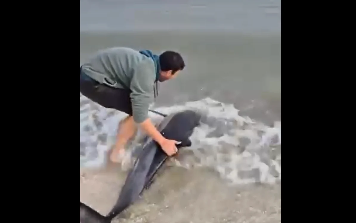 Delfinul a fost salvat