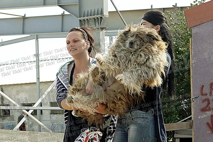 Anişoara Marin (58 de  ani) a stat la coadă mai  bine de cinci ore ca să  o ia acasă pe Muky, o  căţeluşă din rasa Husky (Fotografii: Roberto Sălceanu)