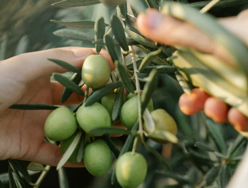 Agricultura greacă are nevoie urgentă de muncitori