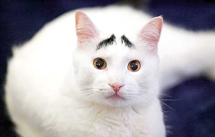 
    Motanul Sam speră  să dea lovitura la  Hollywood cu aspectul său  