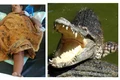 falmira de jesus atac crocodil profimedia jpg