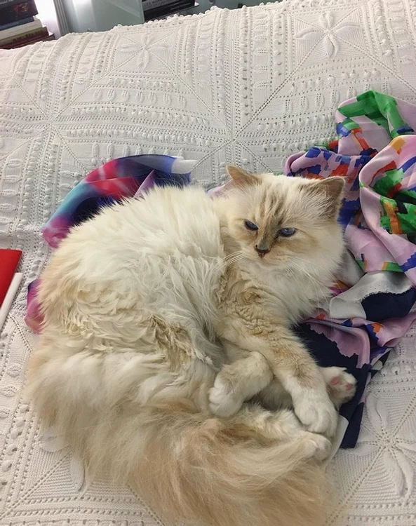 Choupette nu doarme pe orice textile, vrea imprimeuri noi şi colorate