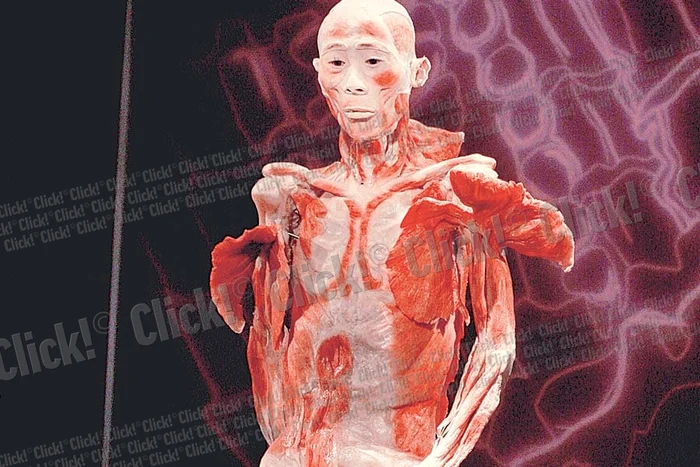 Trupurile umane înfăţişează chiar şi scene înfăţişate interzise minorilor (Fotografii: reuters / Dorin Constanda)