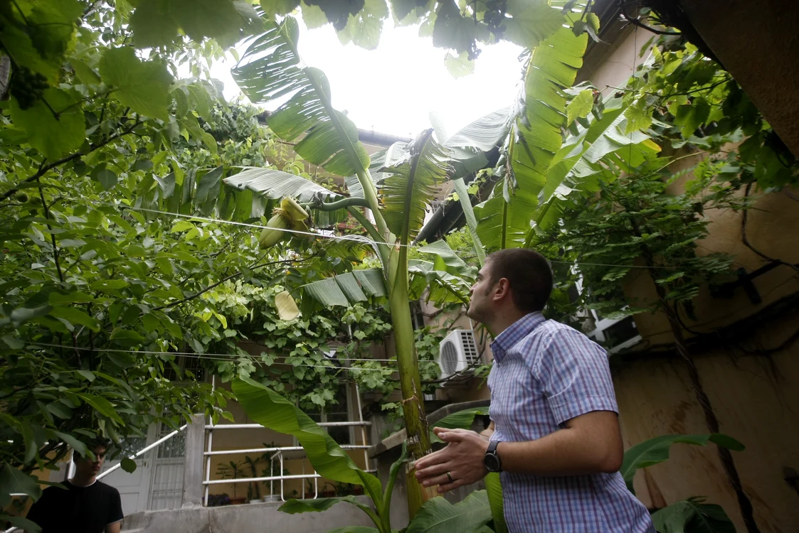 
    Bananele de pe Odobescu sunt încă mici. Raul şi Cezar speră ca fructele să crească  