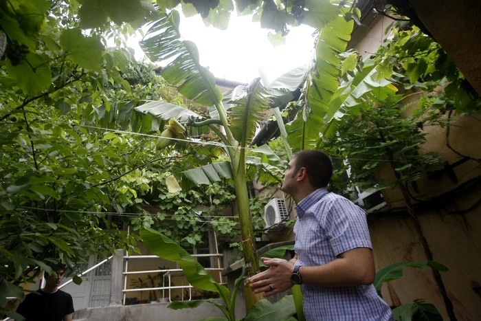 
    Bananele de pe Odobescu sunt încă mici. Raul şi Cezar speră ca fructele să crească  