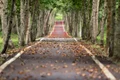 avenue 656969 1280 jpg