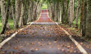 avenue 656969 1280 jpg