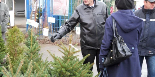 Azi au aparut primii brazi la vânzare