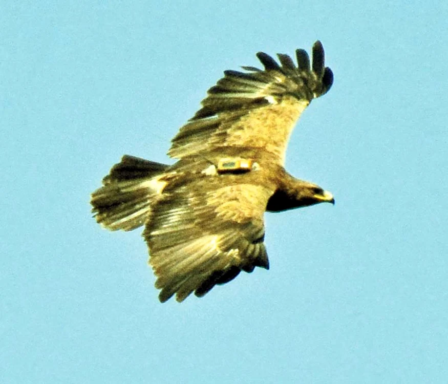 
    Arlie a fost dotată  cu transmiţător  satelitar în 2013Foto: Societatea Ornitologică Română  