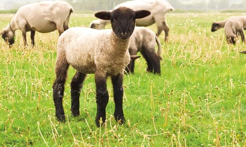 1 57536 original jpg jpeg