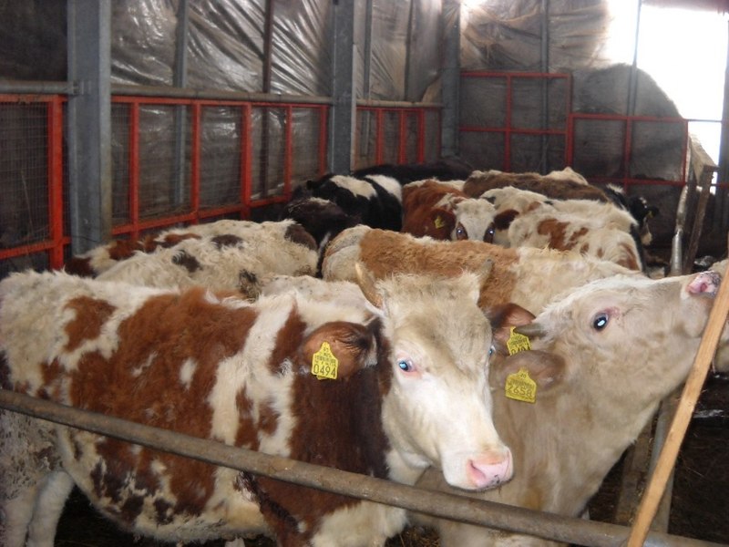 Europa se confruntă cu cea mai gravă epidemie de febră aftoasă. Virusul dispăruse de o jumătate de secol