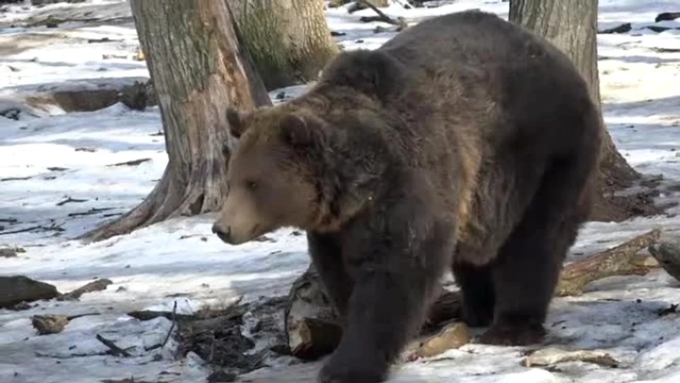 Urşii de la Grădina Zoologică din Târgu Mureş au prezis o primăvară timpurieCaptură Ştirile Pro TV