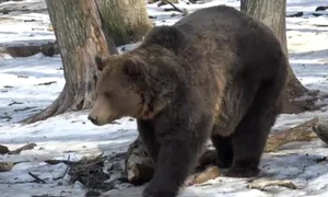 ursi targu mures primavara jpeg