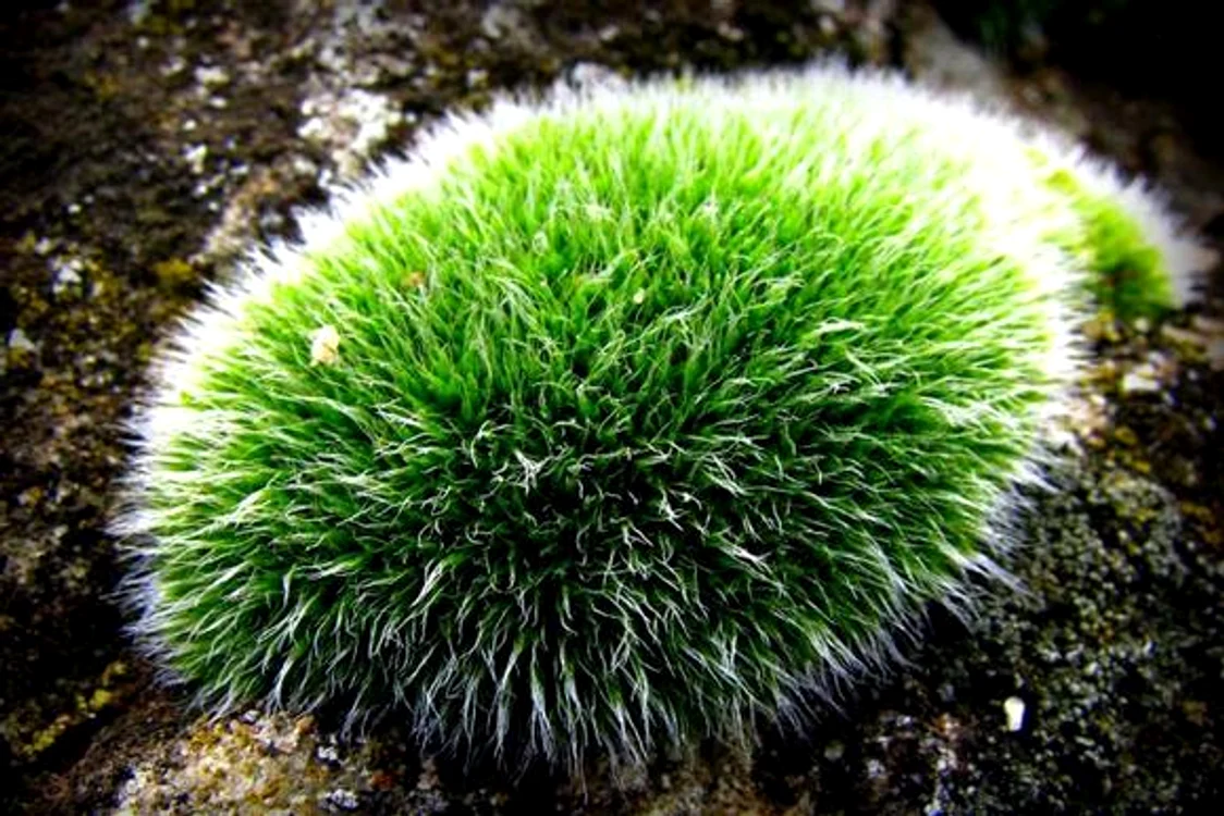 
    Muşchiul de piatră este de mare ajutor pentru bolnavii de cancer  