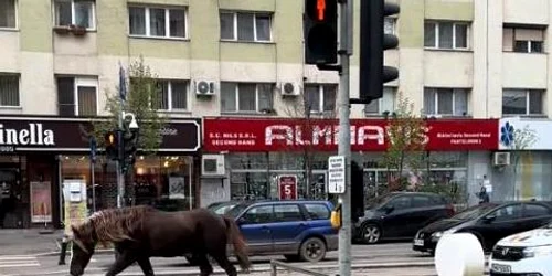 cal pe strada jpg